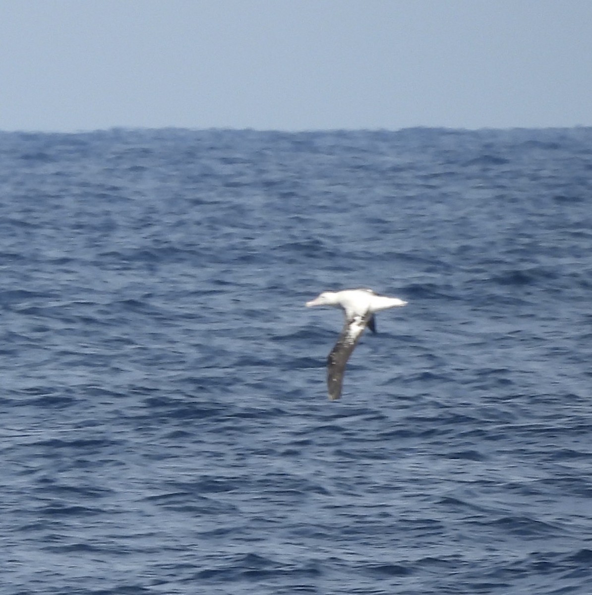 Southern Royal Albatross - Chanith Wijeratne
