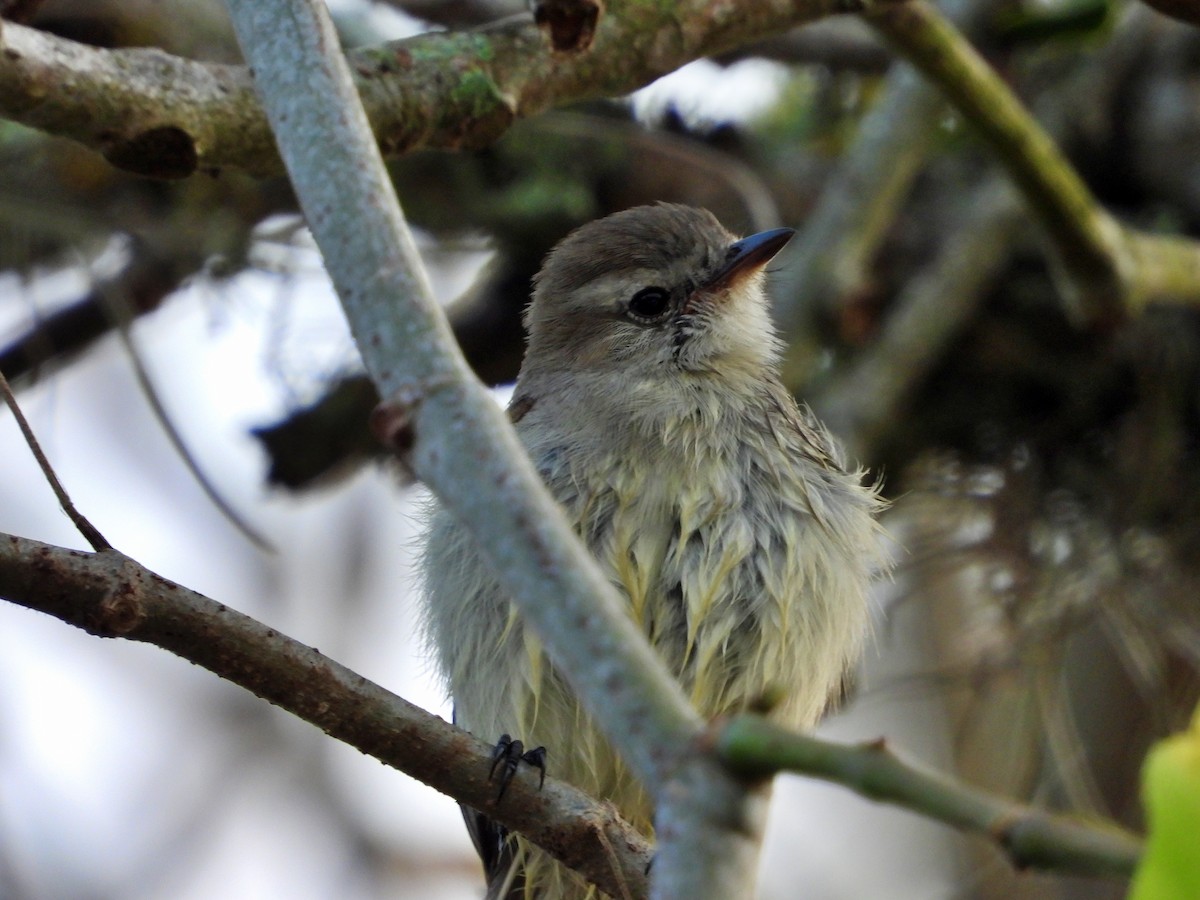 Northern Mouse-colored Tyrannulet - ML618143815