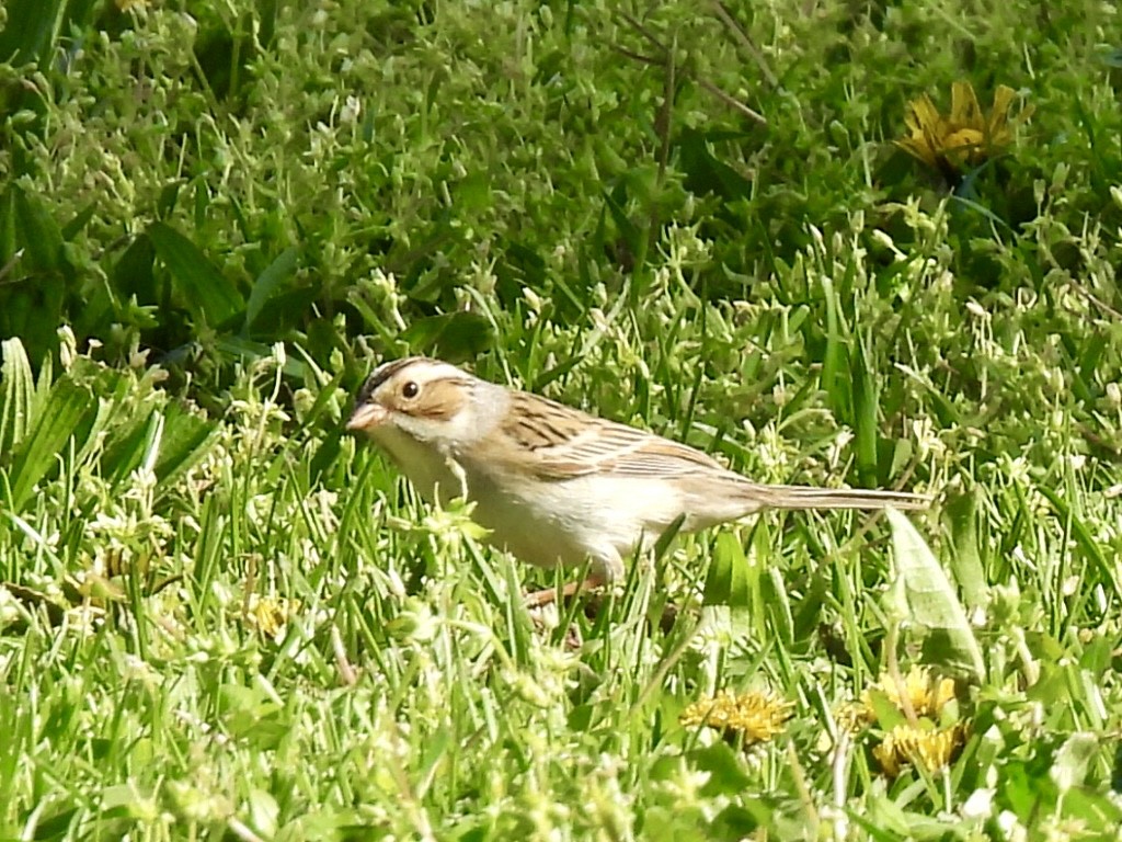 Clay-colored Sparrow - ML618143827