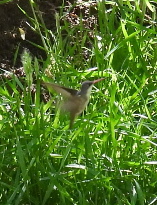 Broad-billed Hummingbird - Julie Furgason