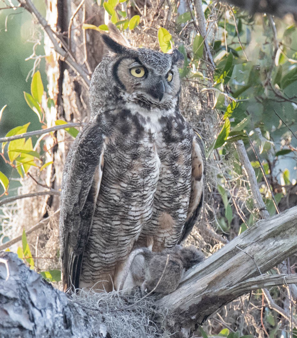 Great Horned Owl - ML618143851