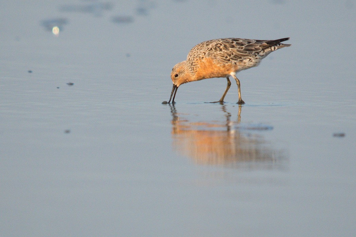 Red Knot - ML618143853