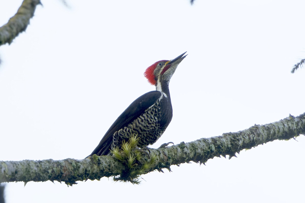Lineated Woodpecker - ML618143865
