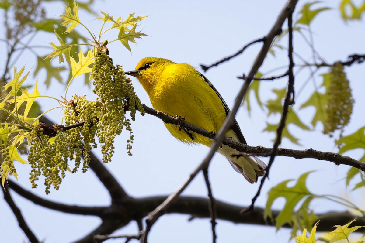 Blue-winged Warbler - Dominic Ricci