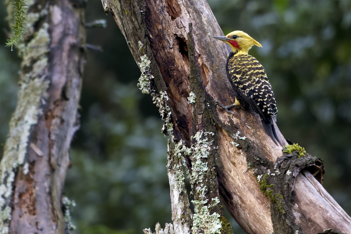 Blond-crested Woodpecker - ML618143881