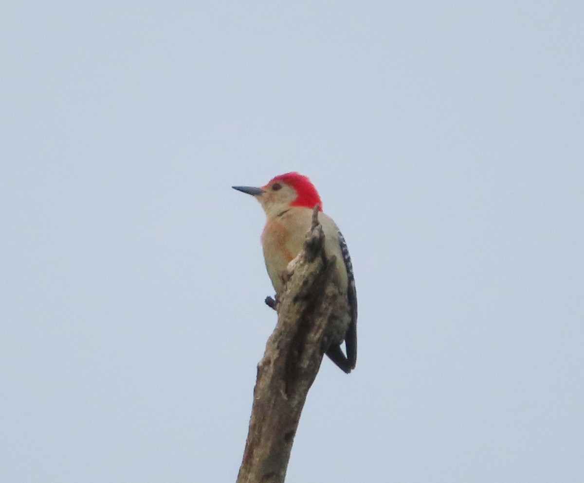 Red-bellied Woodpecker - ML618143886