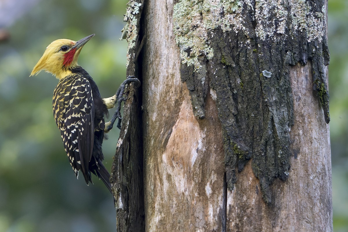 Blond-crested Woodpecker - ML618143888
