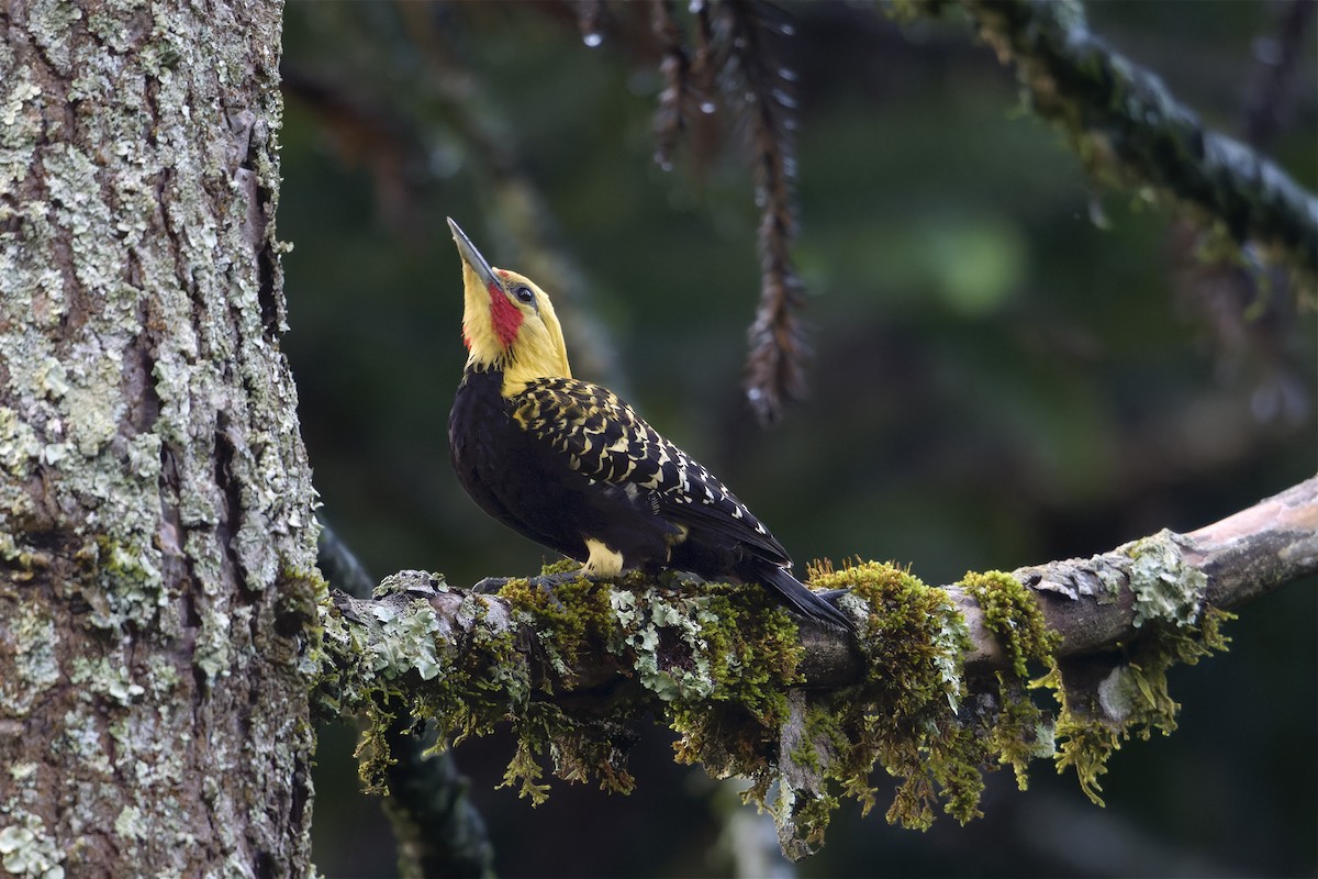 Blond-crested Woodpecker - ML618143890