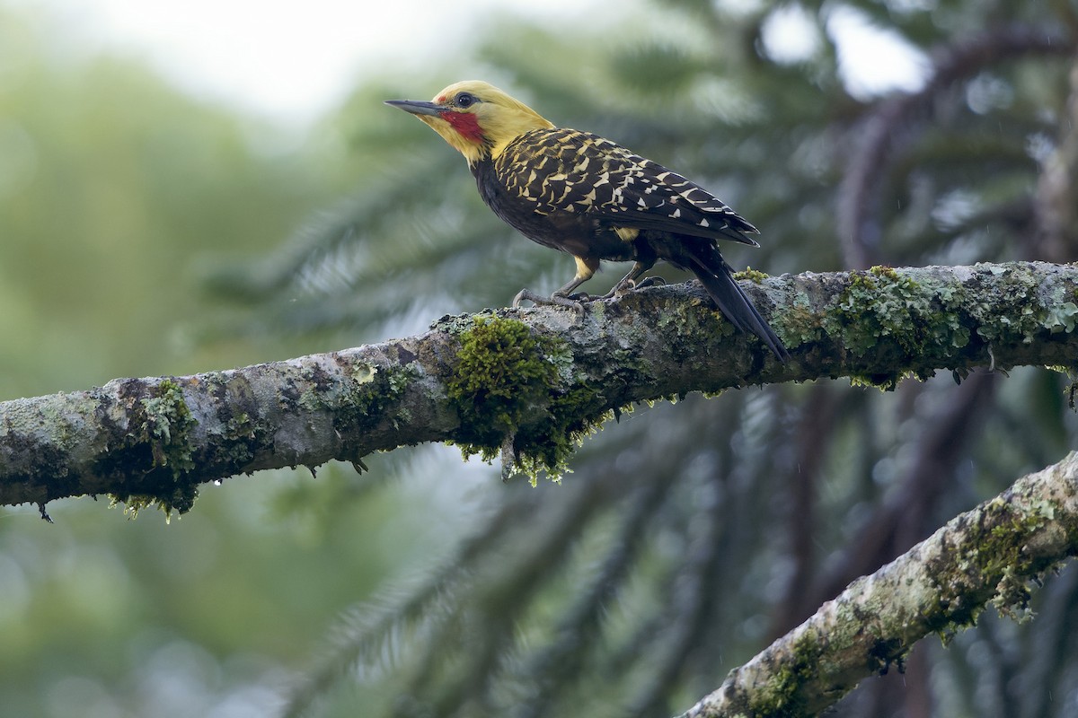 Blond-crested Woodpecker - ML618143891