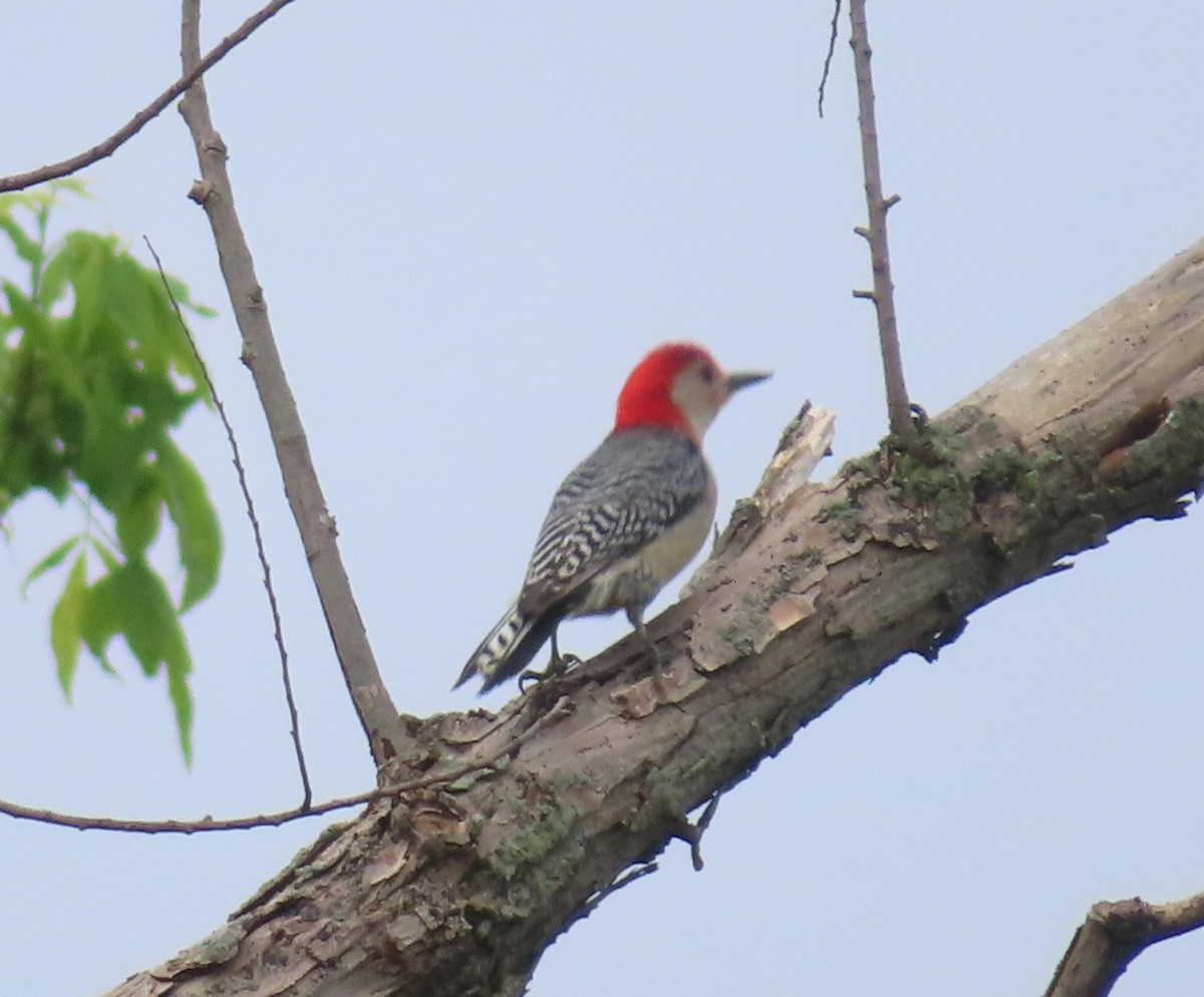 Red-bellied Woodpecker - ML618143893