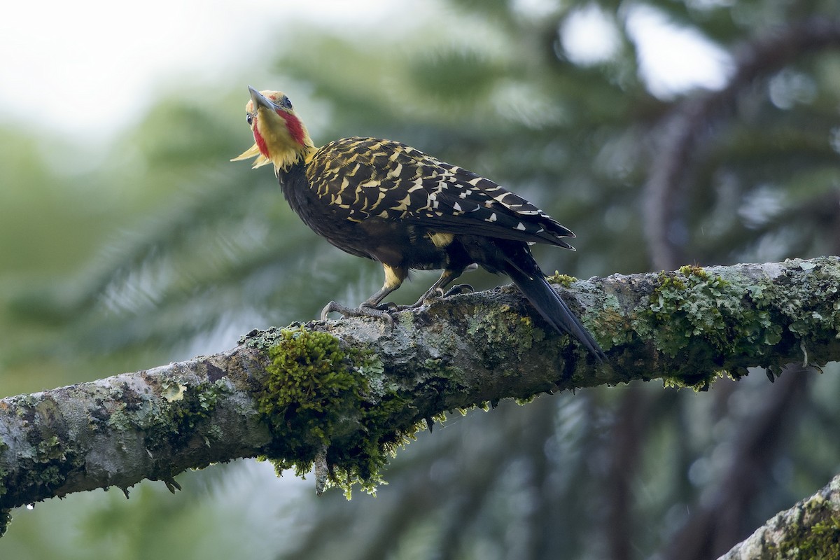 Blond-crested Woodpecker - ML618143894