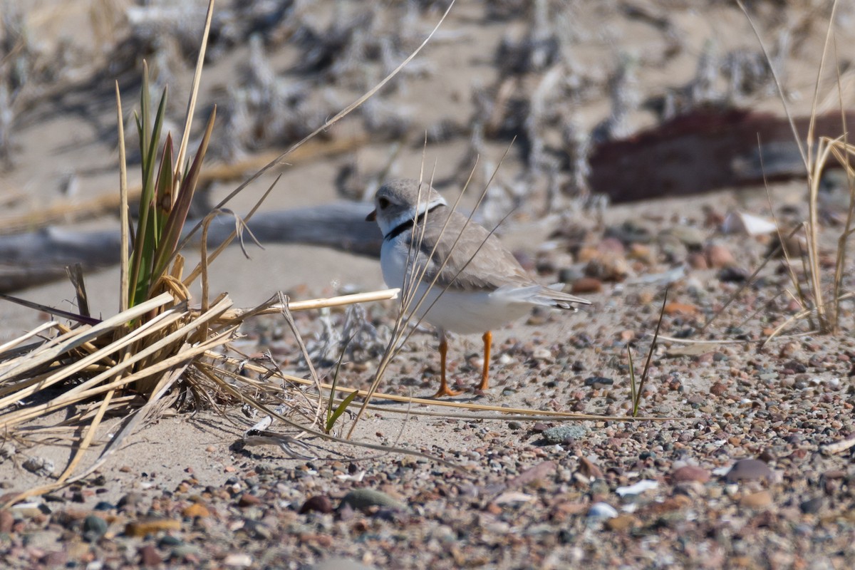 Piping Plover - ML618143923
