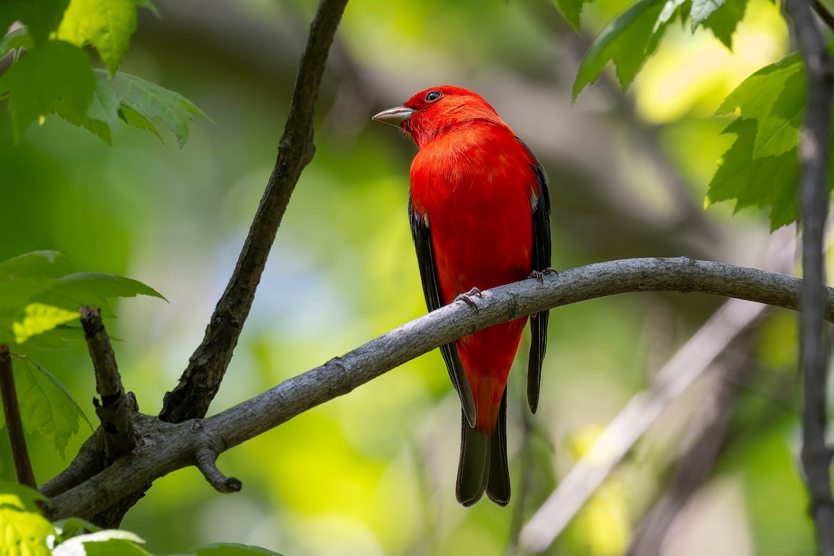 Scarlet Tanager - Dominic Ricci