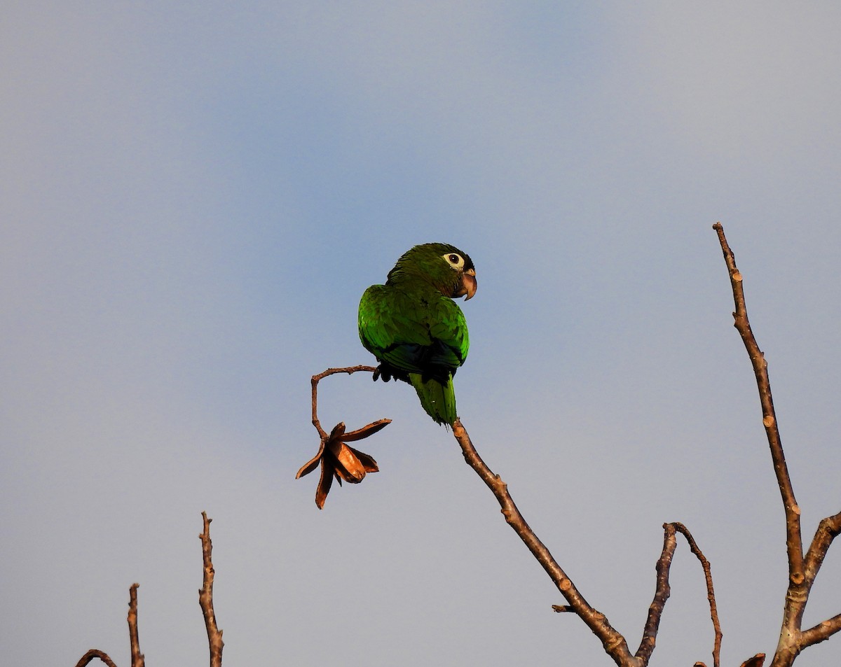 Olive-throated Parakeet - Cristina Cauich -Tzab