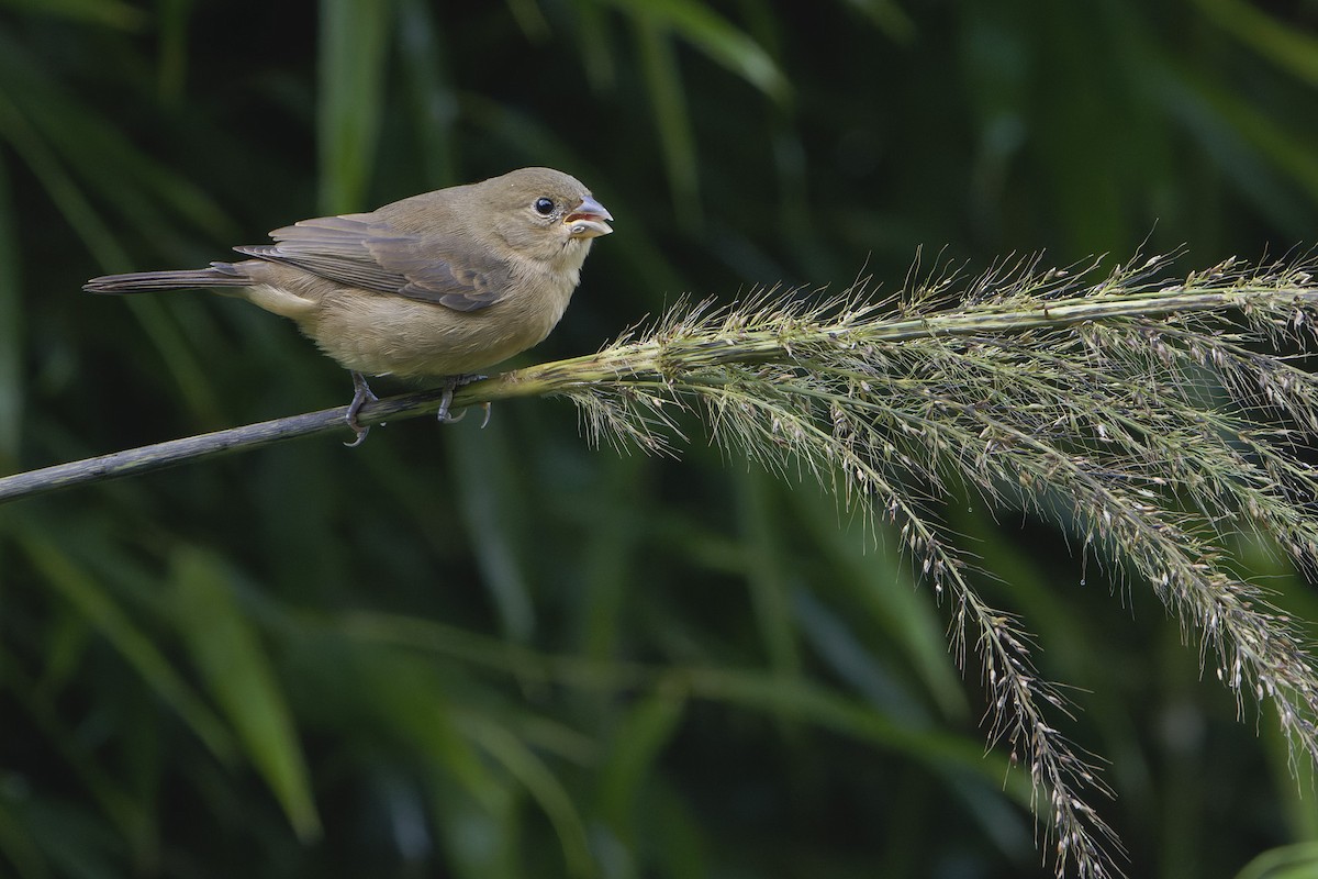 Double-collared Seedeater - ML618144098