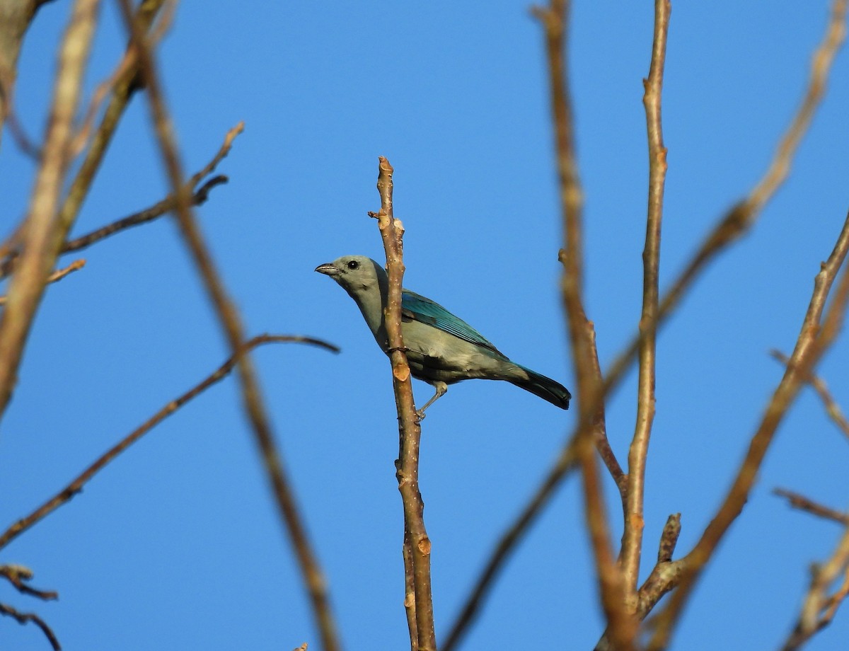 Blue-gray Tanager - ML618144116
