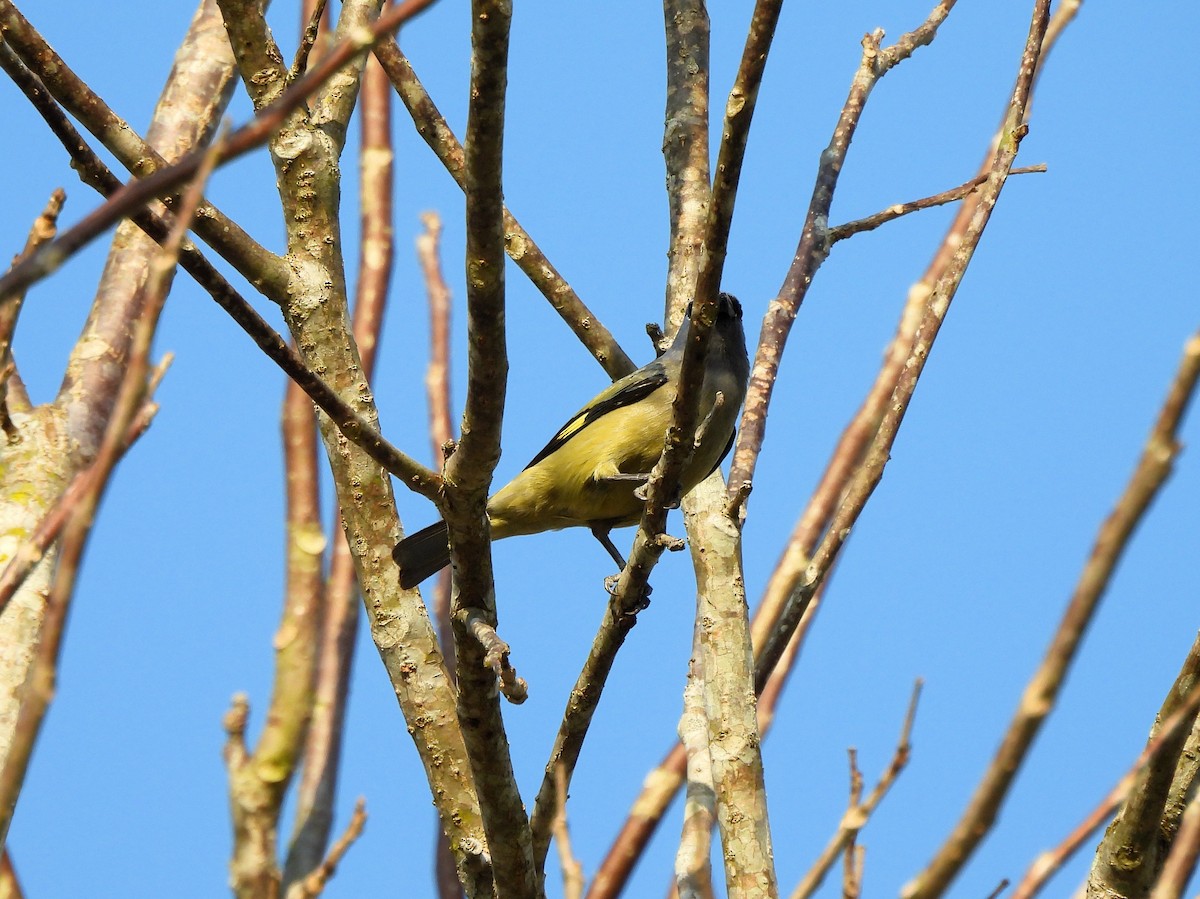 Yellow-winged Tanager - ML618144134
