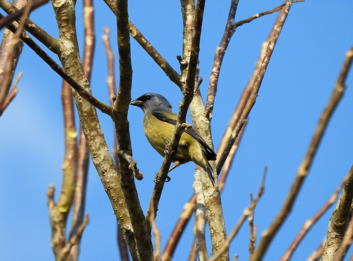 Yellow-winged Tanager - ML618144136