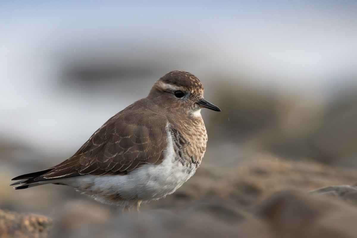 Rufous-chested Dotterel - ML618144169