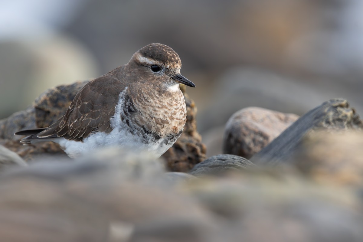 Rufous-chested Dotterel - ML618144171