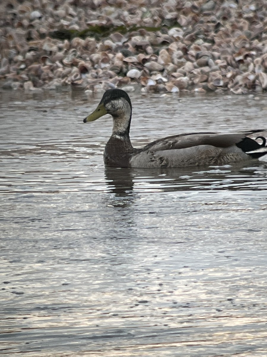 Mallard x American Black Duck (hybrid) - ML618144176