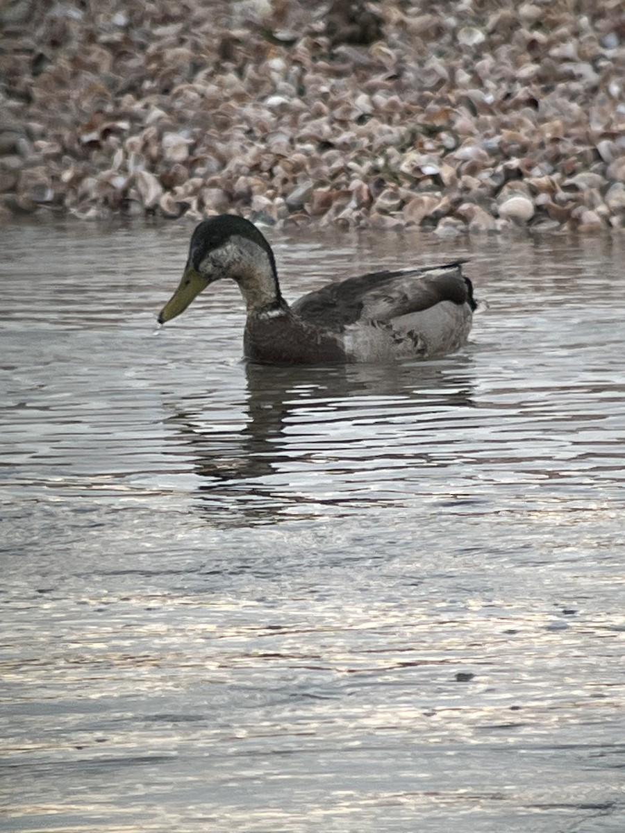 Mallard x American Black Duck (hybrid) - ML618144177