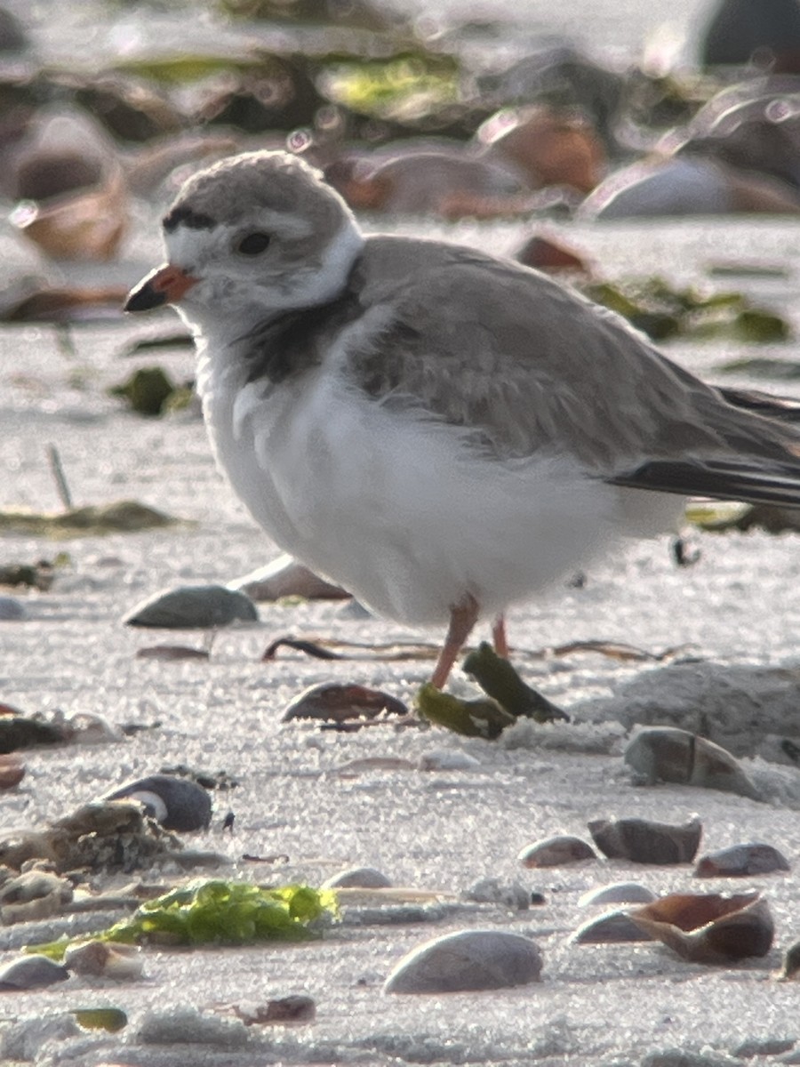 Piping Plover - ML618144182