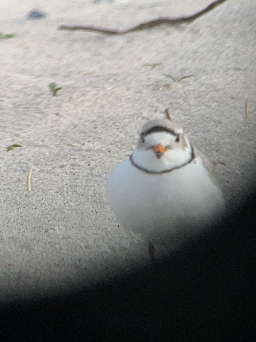 Piping Plover - ML618144183