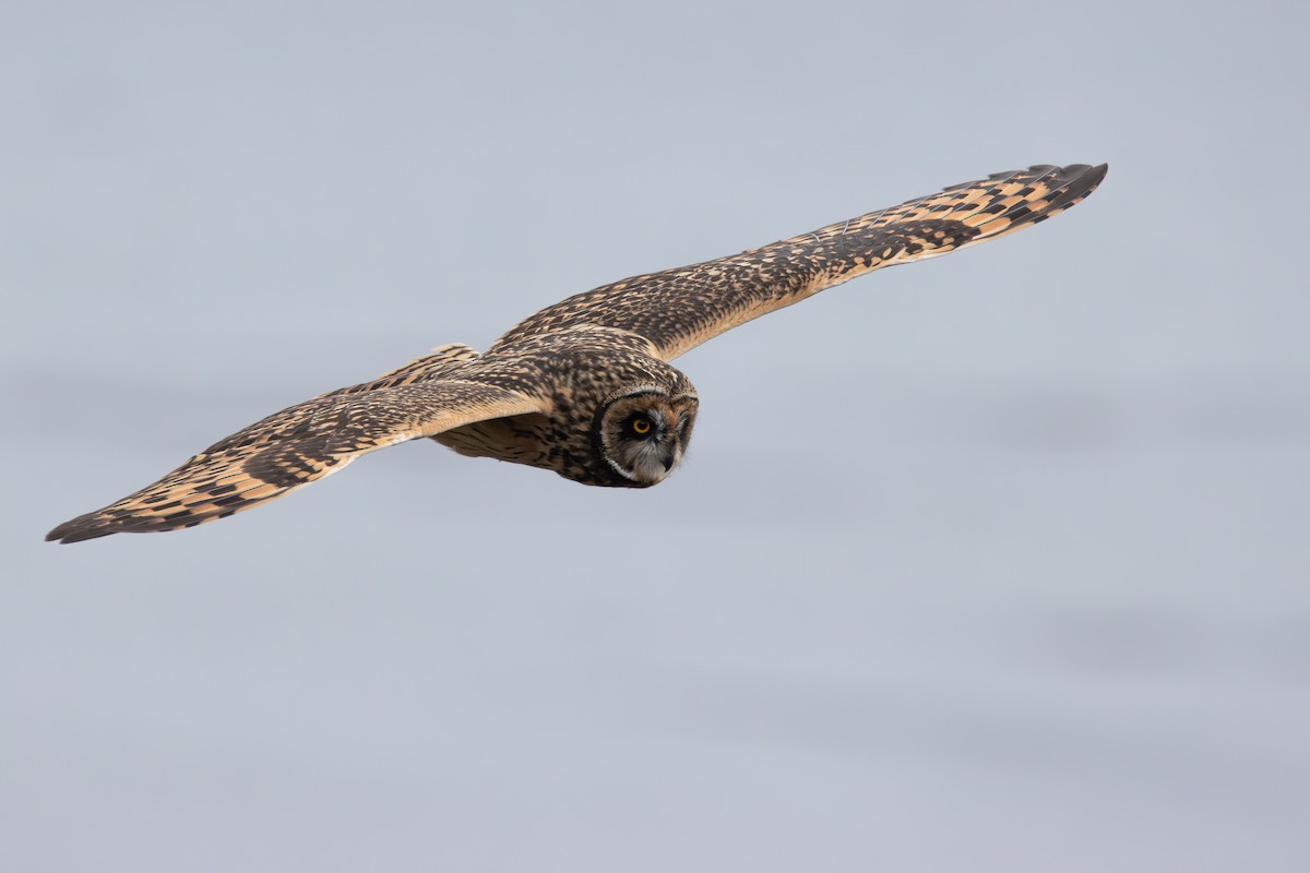 Short-eared Owl - ML618144215