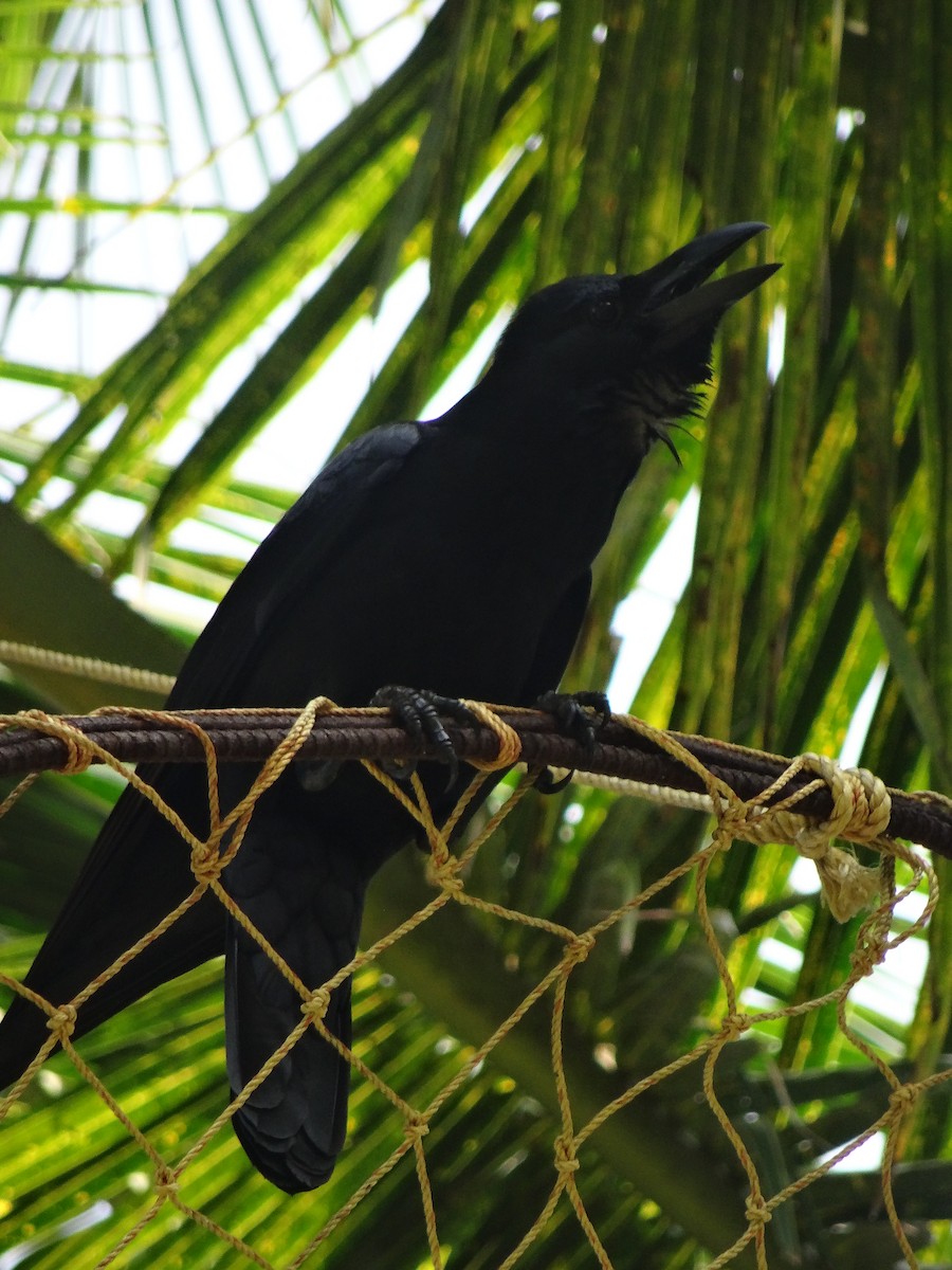 Large-billed Crow - Padrick Anderson