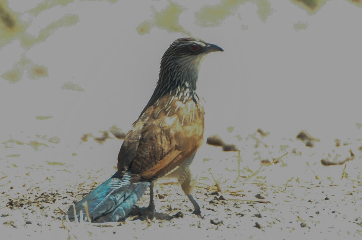 White-browed Coucal - ML618144269