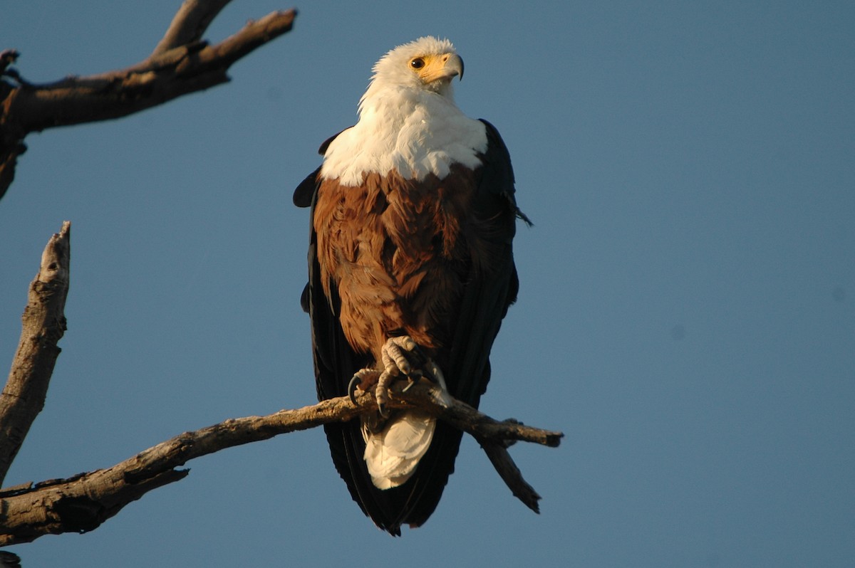 African Fish-Eagle - ML618144292