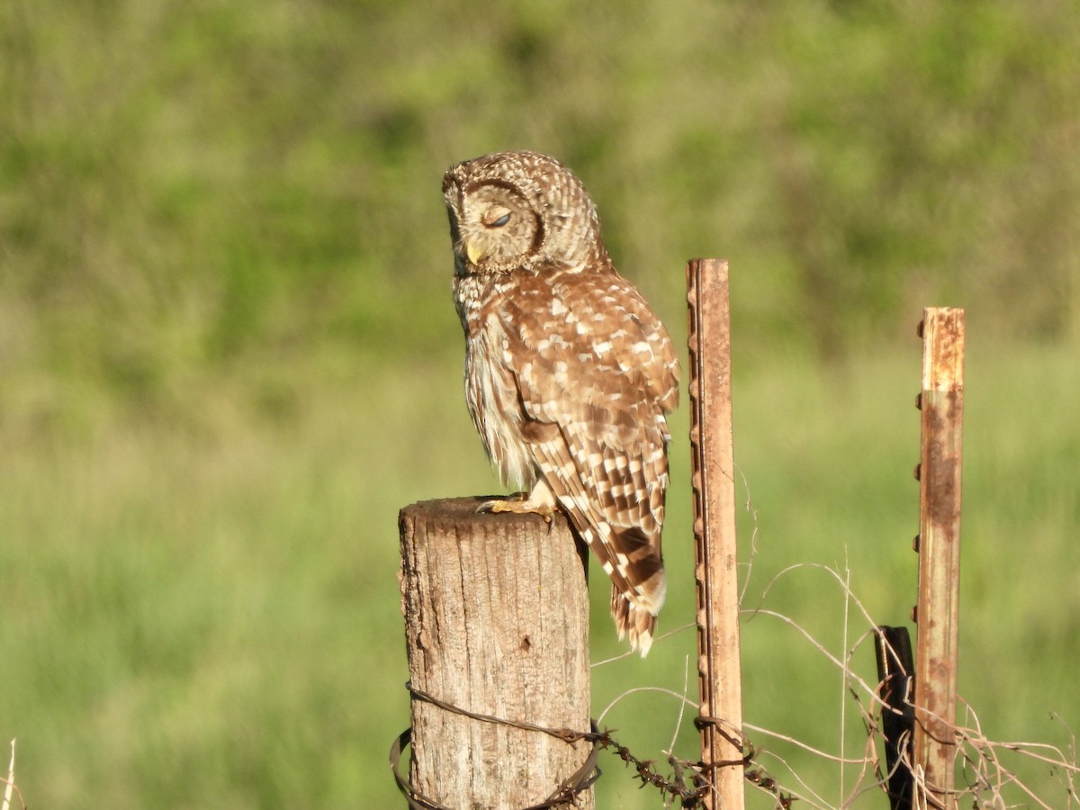 Barred Owl - ML618144301