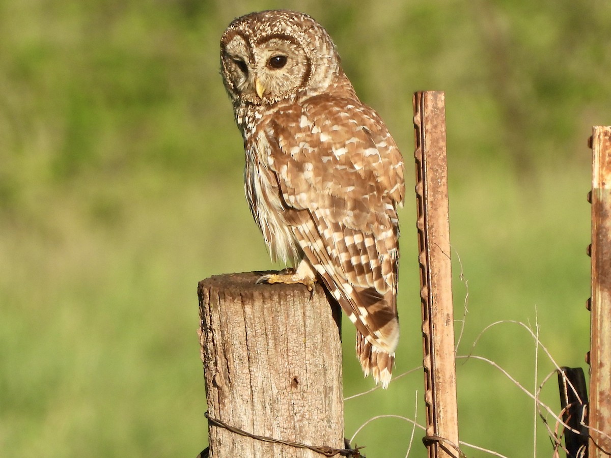 Barred Owl - ML618144302