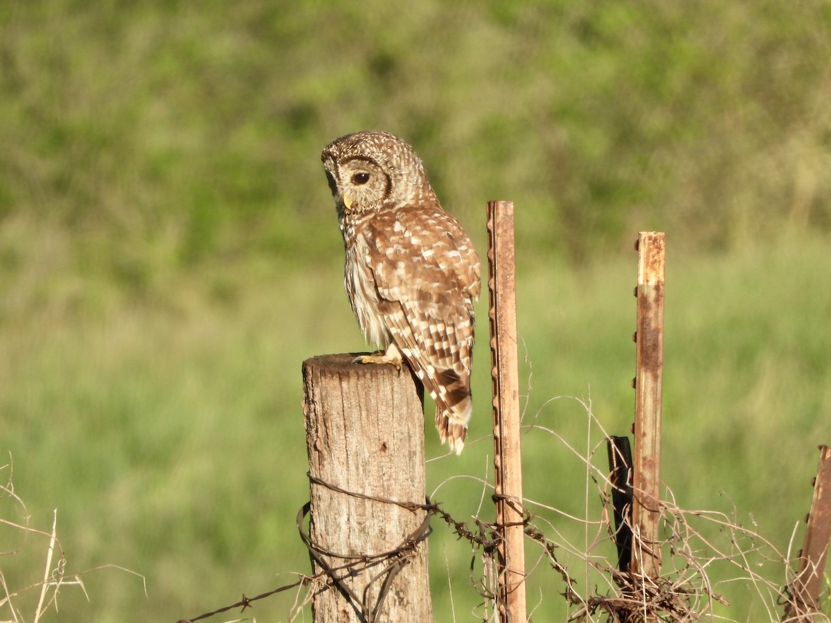 Barred Owl - ML618144304