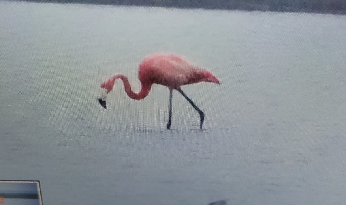 American Flamingo - ML618144315