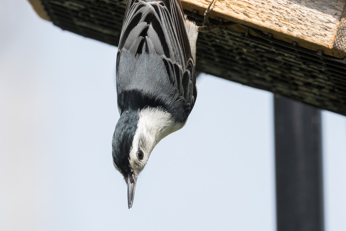 White-breasted Nuthatch - ML618144323