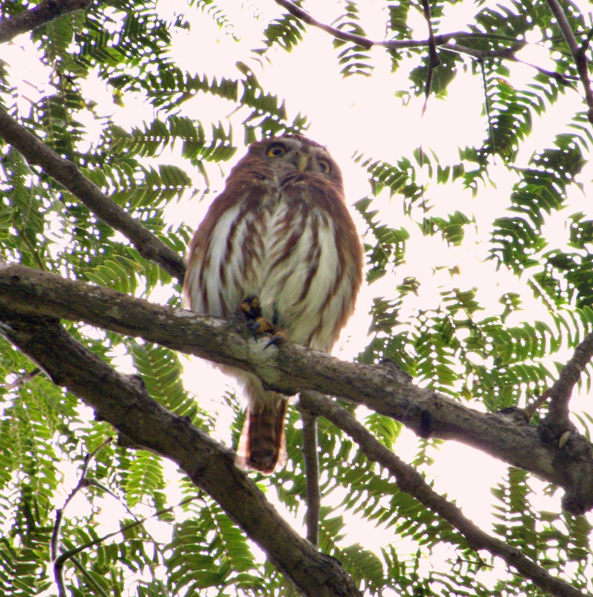 Ferruginous Pygmy-Owl - Manuel Pérez R.