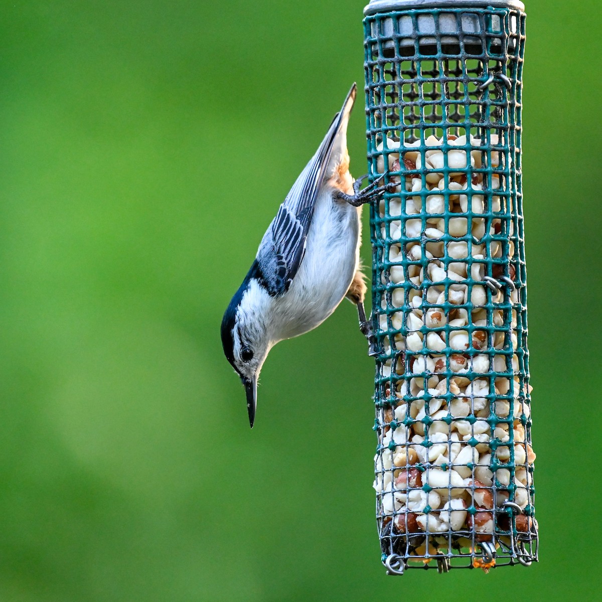 White-breasted Nuthatch (Eastern) - David Govoni
