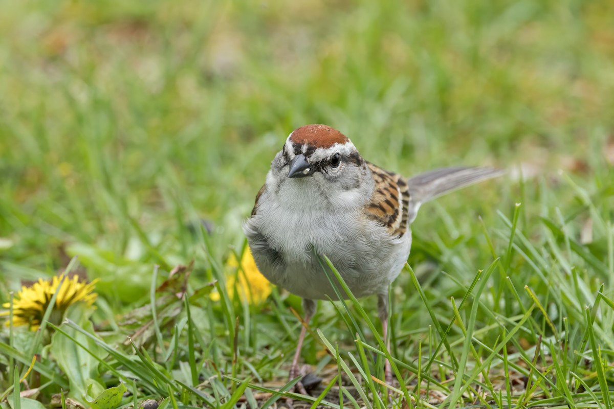 Chipping Sparrow - ML618144391