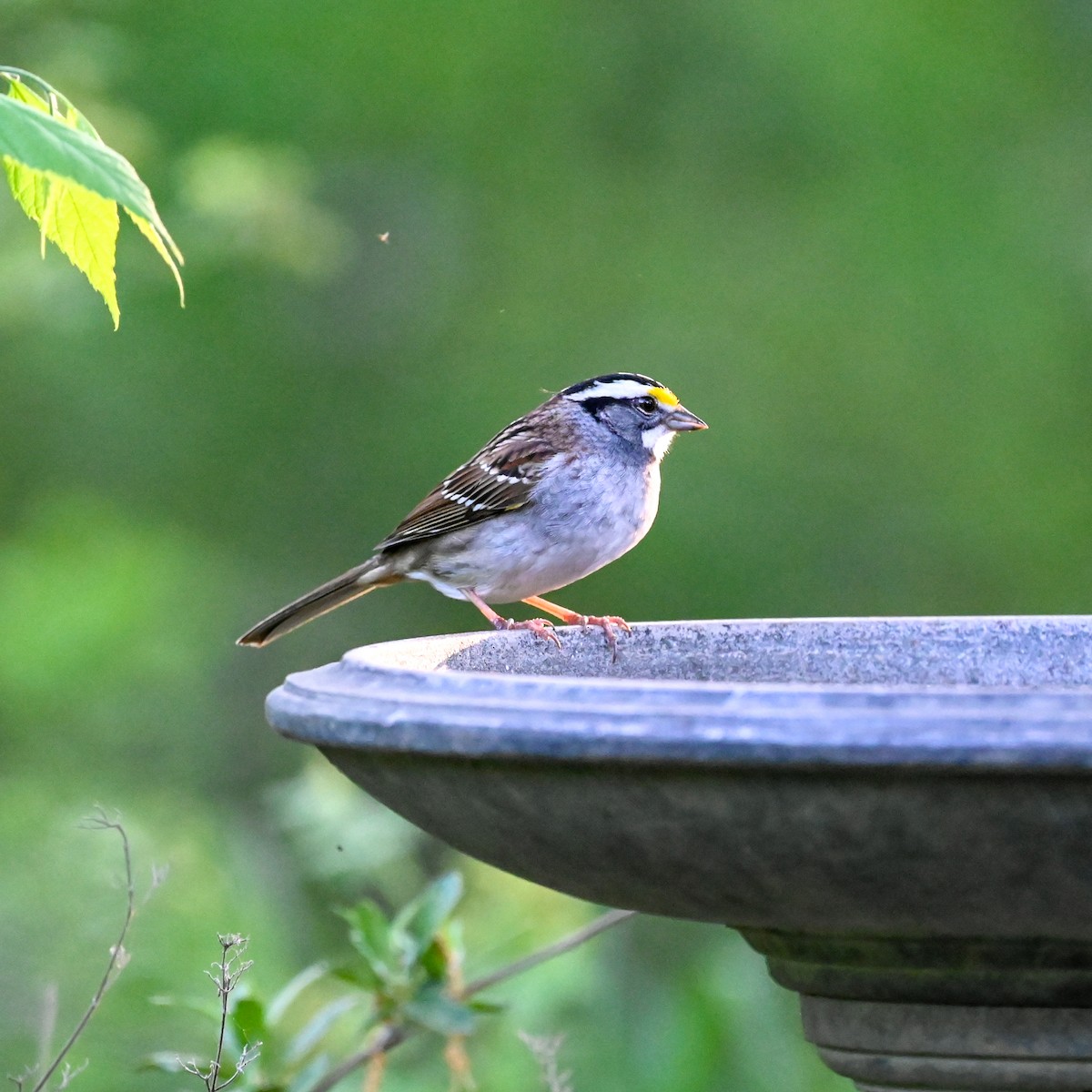 White-throated Sparrow - David Govoni