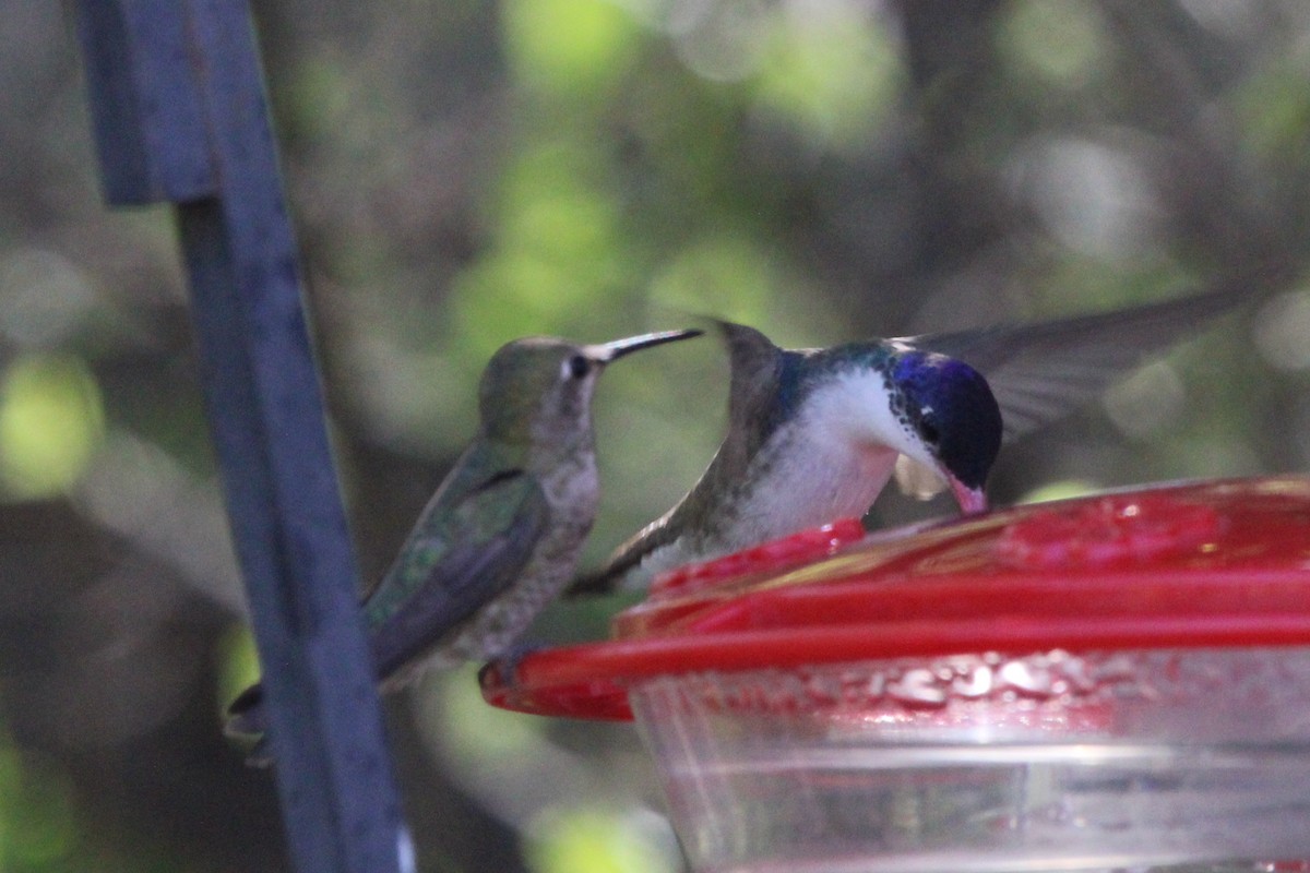 Violet-crowned Hummingbird - ML618144394