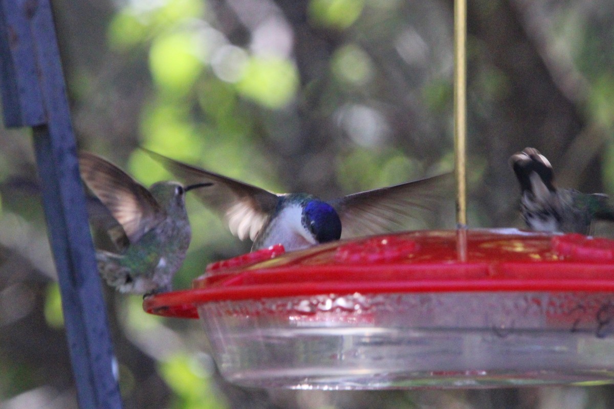 Violet-crowned Hummingbird - ML618144395