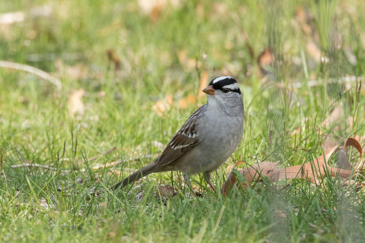 White-crowned Sparrow - Ric mcarthur