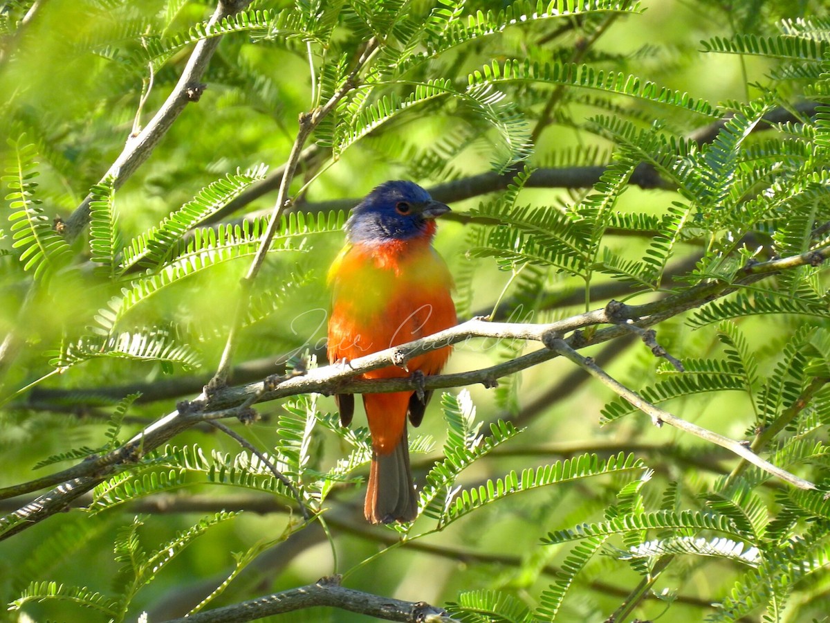 Painted Bunting - ML618144405