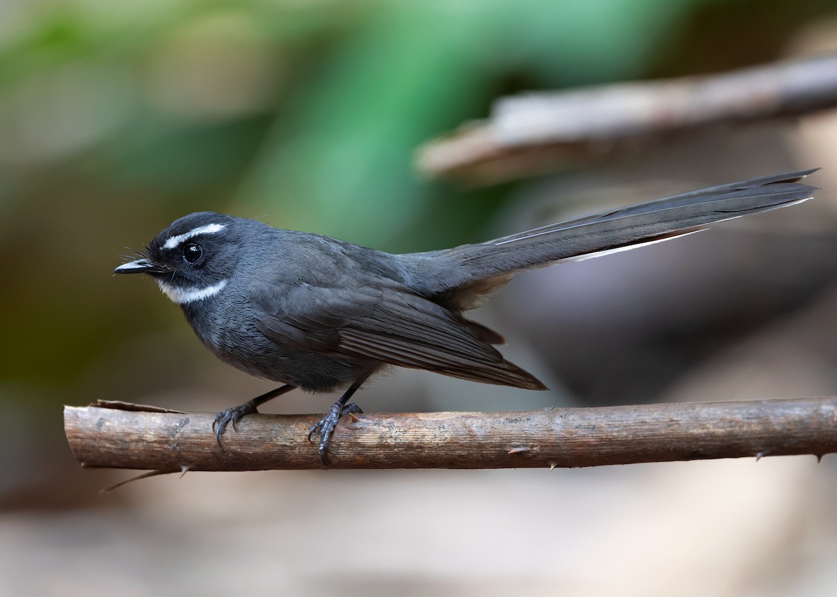 White-throated Fantail - ML618144412