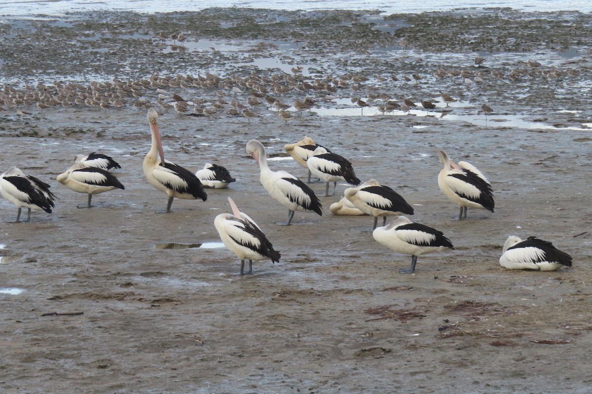 pelikán australský - ML618144413