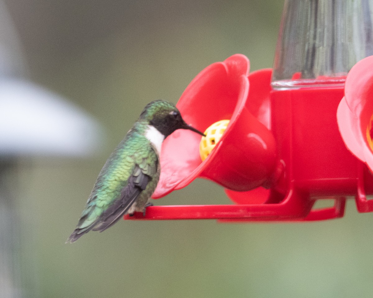 Ruby-throated Hummingbird - Dorrie Holmes