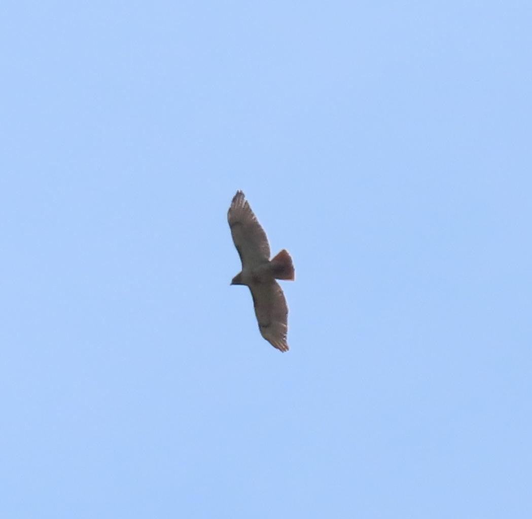 Red-tailed Hawk - Jaume Sastre Garriga