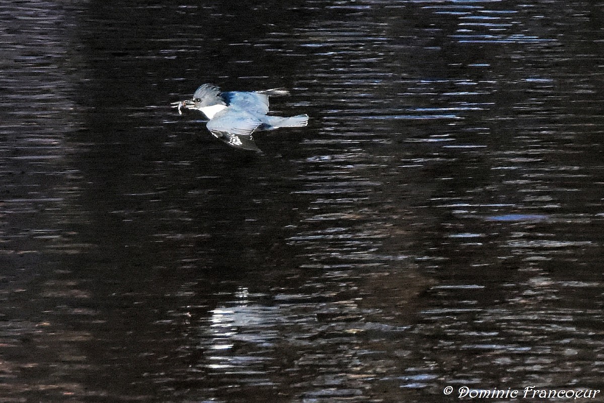 Belted Kingfisher - ML618144509